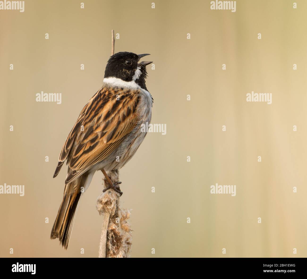 A male Reed Bunting (Emberiza Schoeniclus) in breeding plumage perched on a reed stem and singing with a clean background. Stock Photo