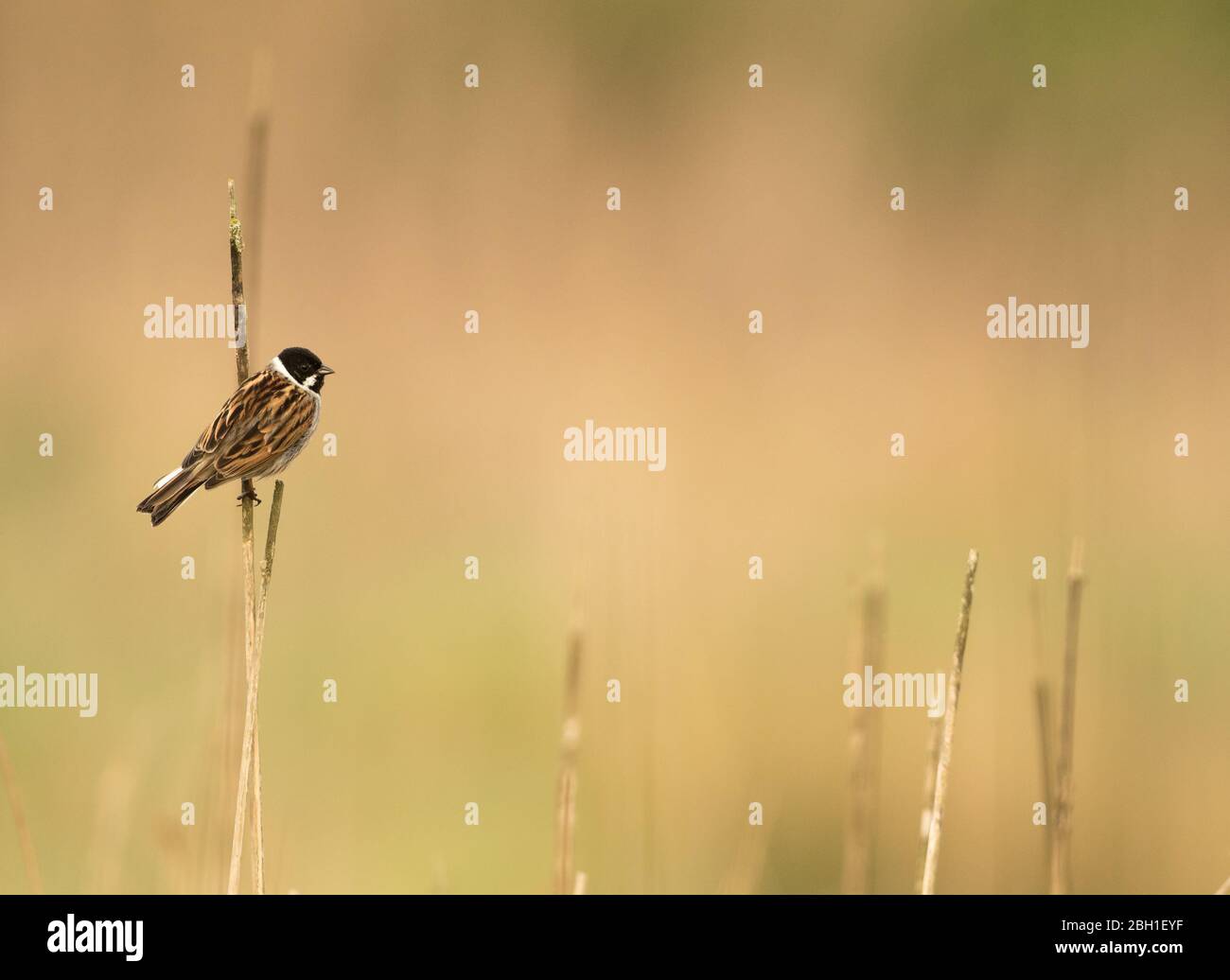 A male Reed Bunting (Emberiza Schoeniclus) in breeding plumage perched on a reed stem with a clean background. Taken at a small pond in Wiltshire. Stock Photo