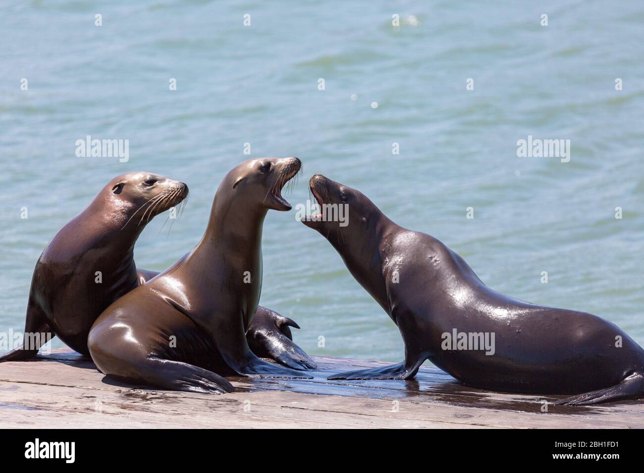 Pier 39 seals kissing on the pontoon and basking in the Californian sun