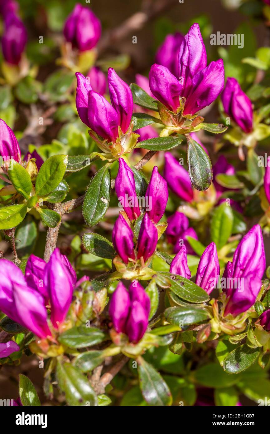 Blue Danube Azalea buds opening up and coming into flower springtime in a backgarden in Northampton, England, UK. Stock Photo