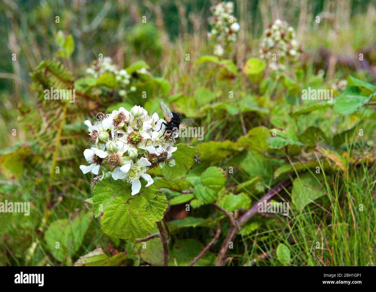 Blackberries white flowers (Bramble) blossom on a summer time. Wildespread Stock Photo
