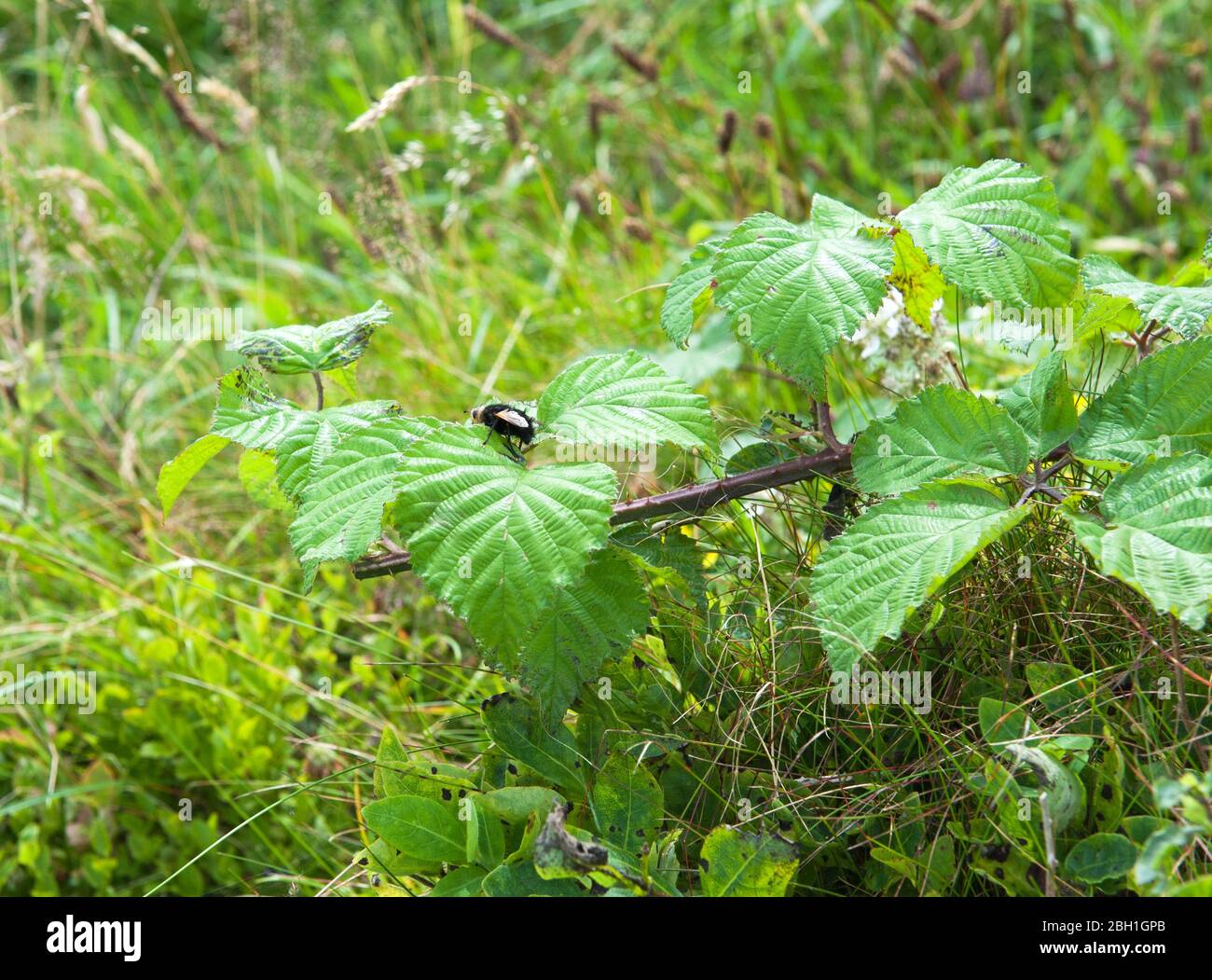 Blackberries green leaves (Bramble) with black fly. Wildespread Stock Photo