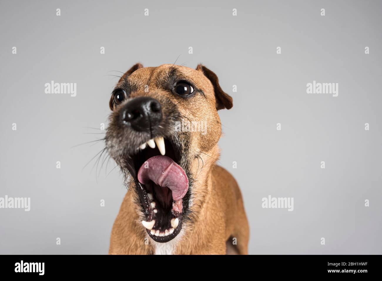 Comedy Animal High Resolution Stock Photography And Images Alamy