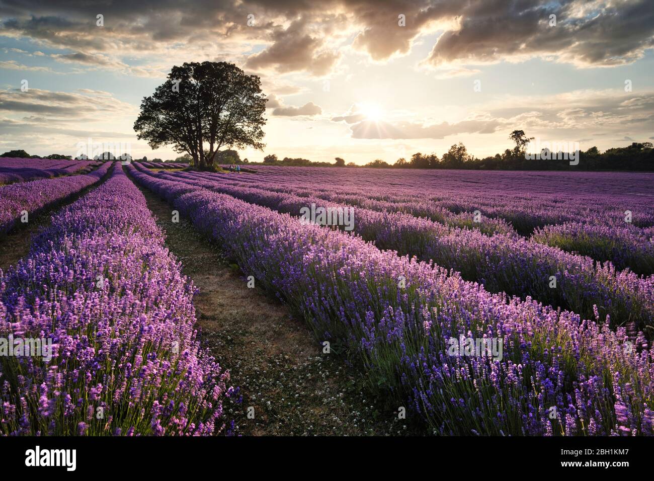Organic Lavender field grown for essential oils Stock Photo