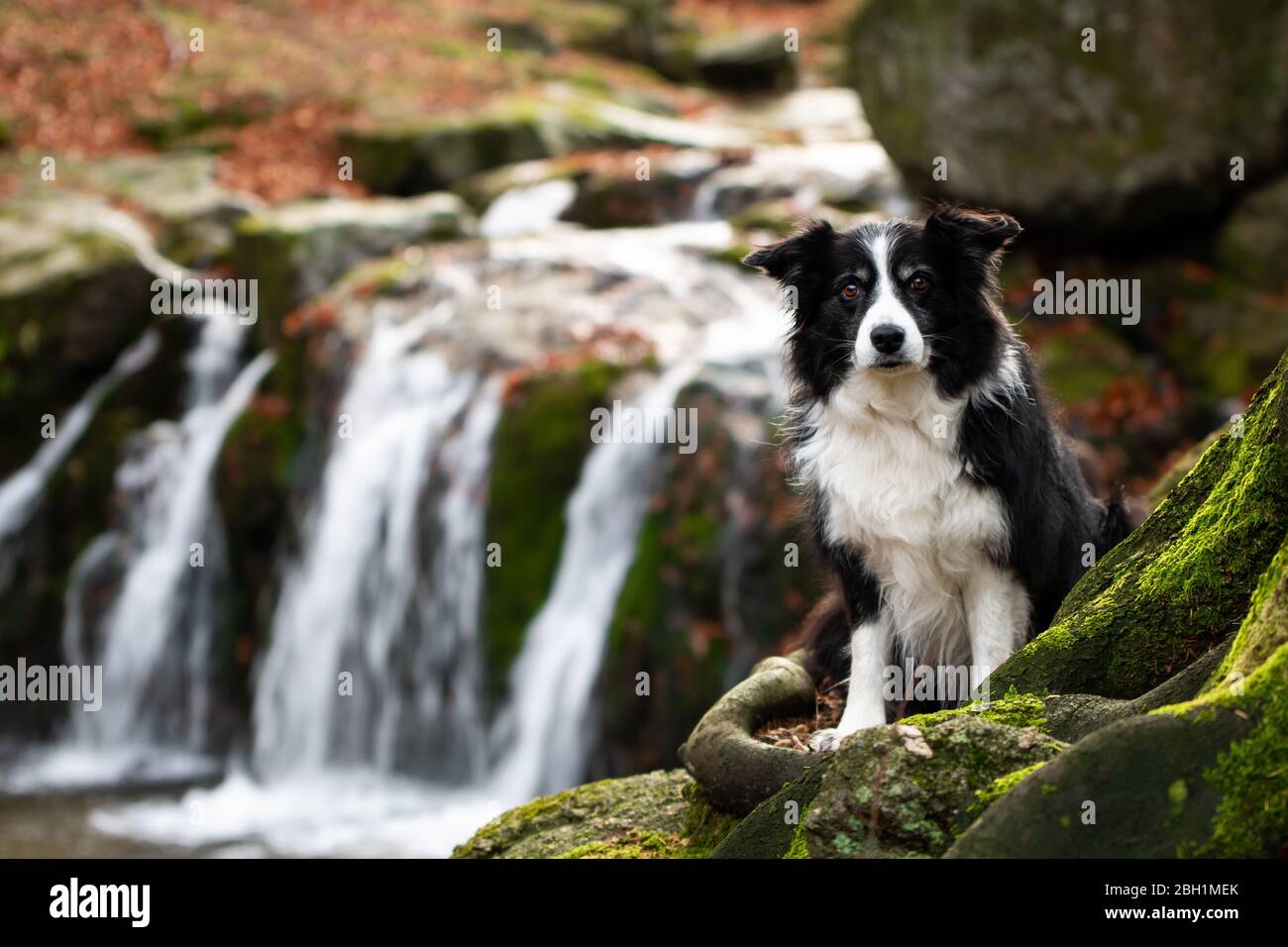 black and white border collie with waterfall in background Stock Photo