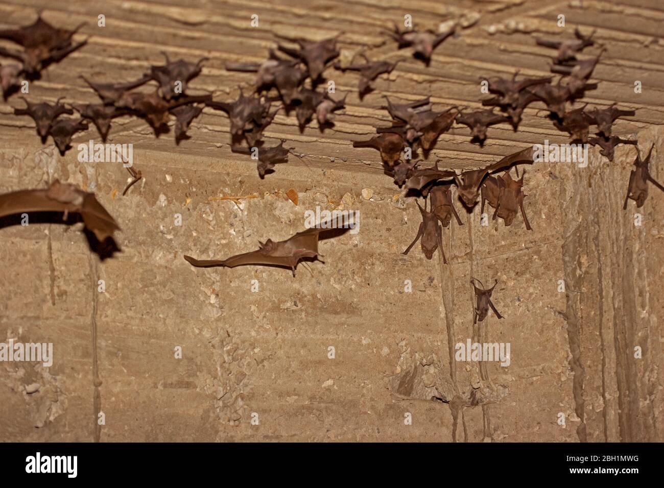 Greater Mouse-tailed Bat (Rhinopoma microphyllum) is a species of bat in the Rhinopomatidae family. It's distribution range extends from northern Afri Stock Photo