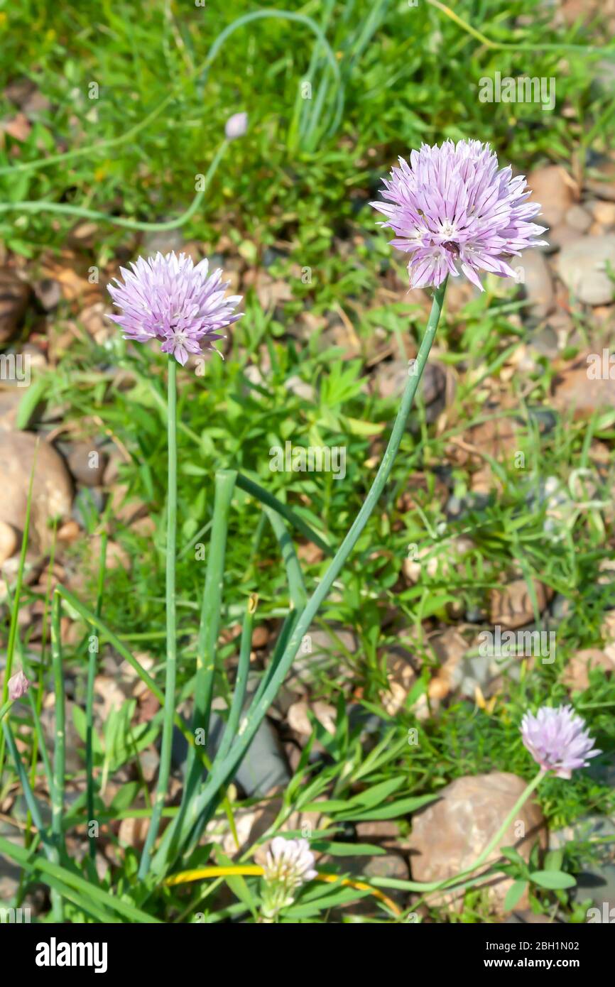 Beautiful flowers of wild onion, Alliaceae, in a water meadow Stock