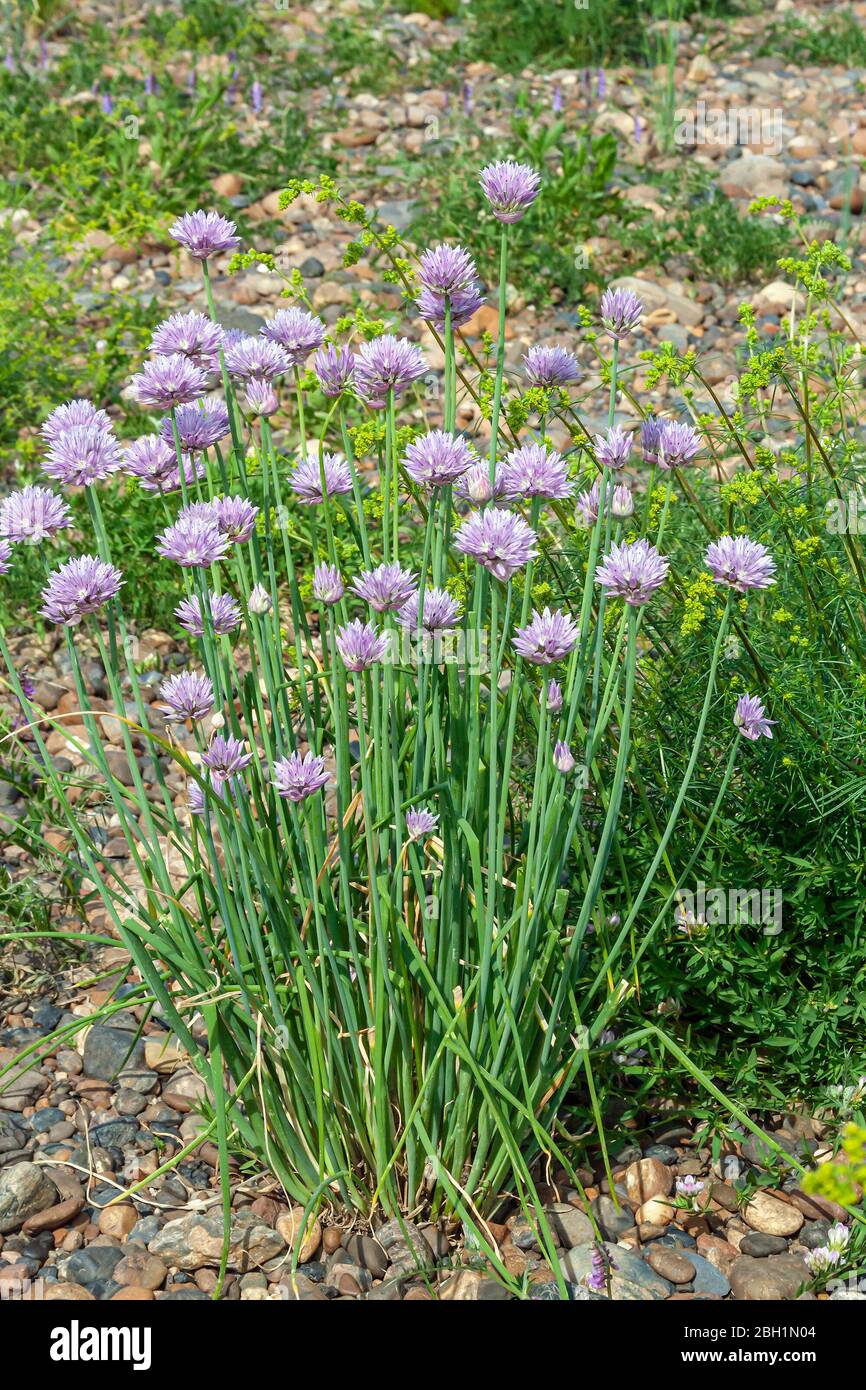 Beautiful wild onion flowers, Alliaceae, on the shingle Bank Stock