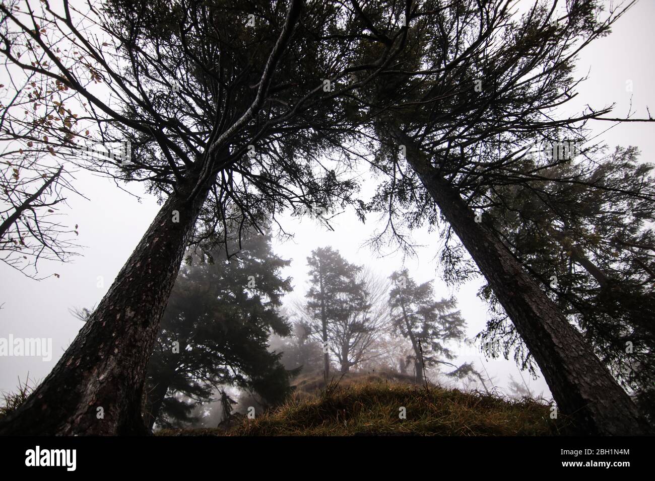 landscape in a foggy forest at autumn Stock Photo - Alamy