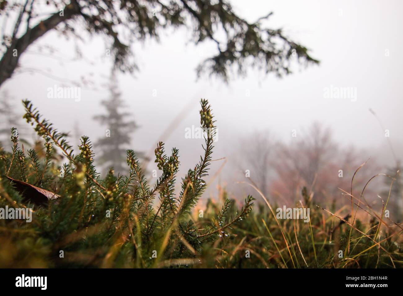 landscape in a foggy forest at autumn Stock Photo - Alamy