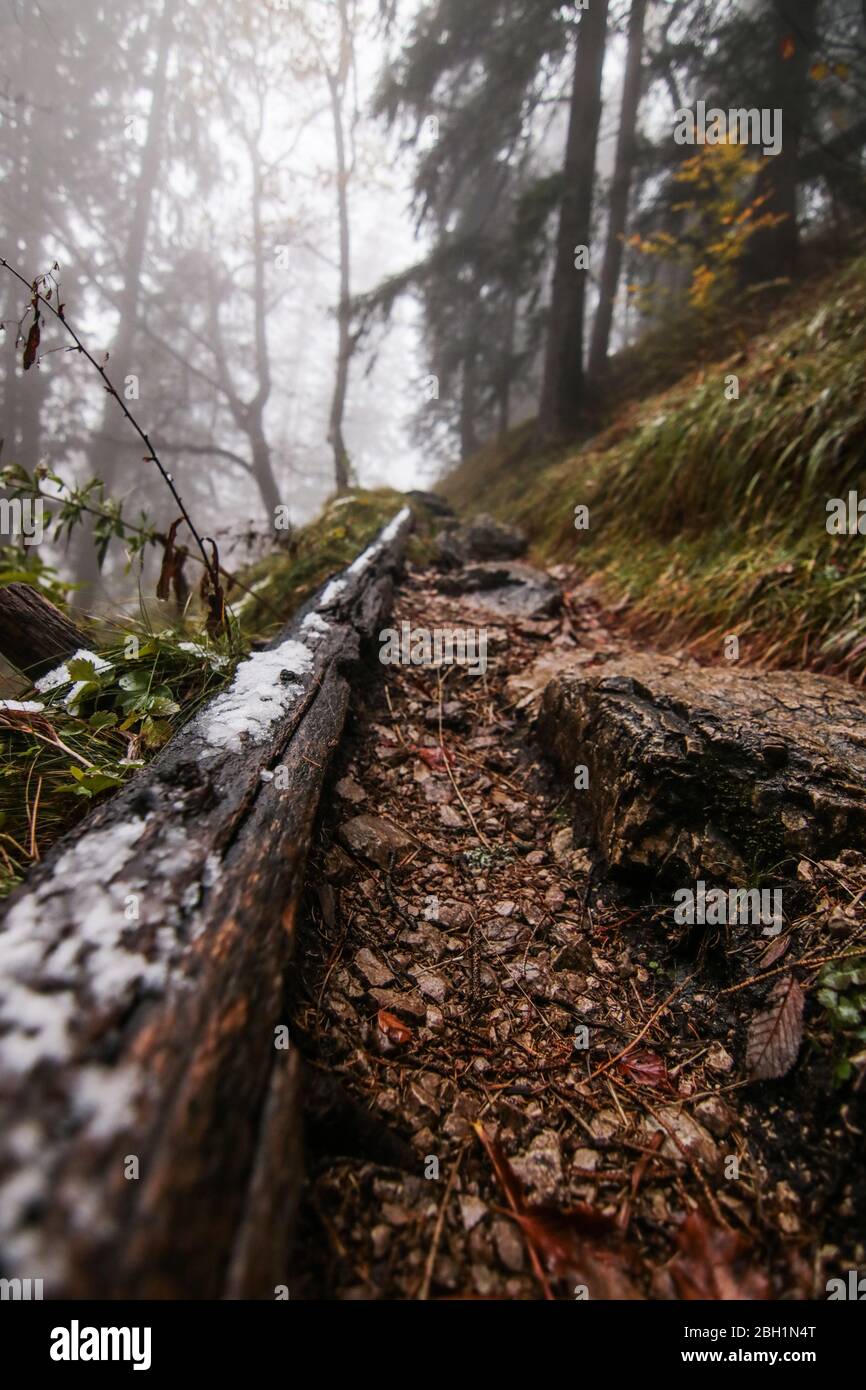 landscape in a foggy forest at autumn Stock Photo - Alamy