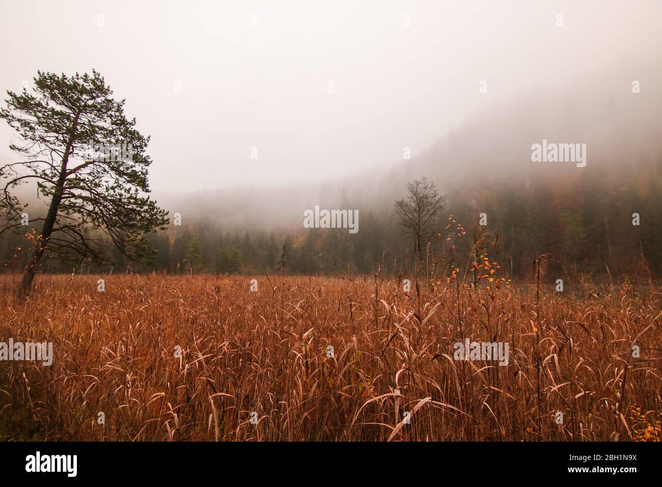 landscape in a foggy forest at autumn Stock Photo - Alamy