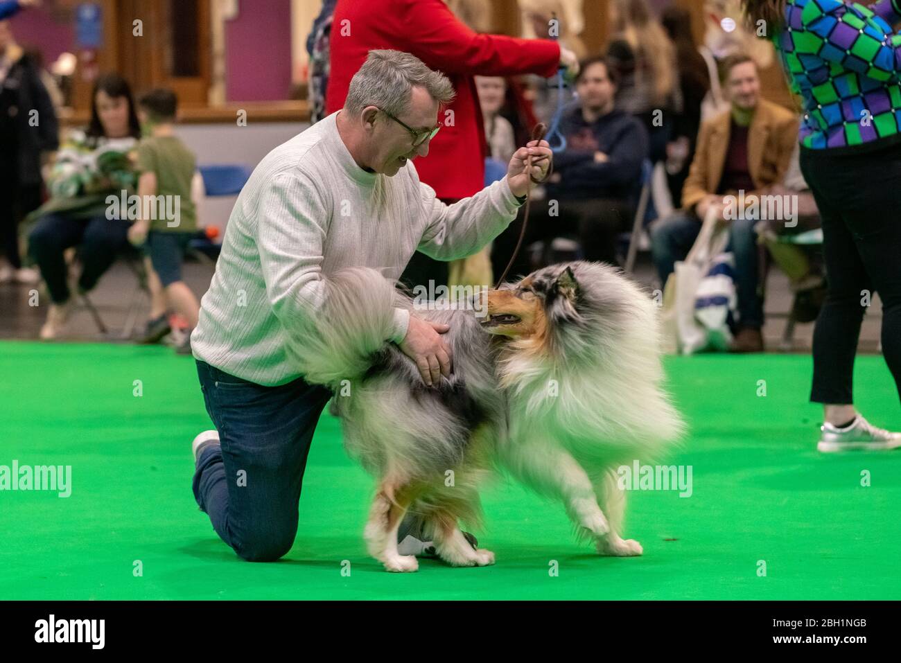 Crufts 2020: Day 3 of the Crufts dog show at the NEC in Birmingham, UK. Stock Photo