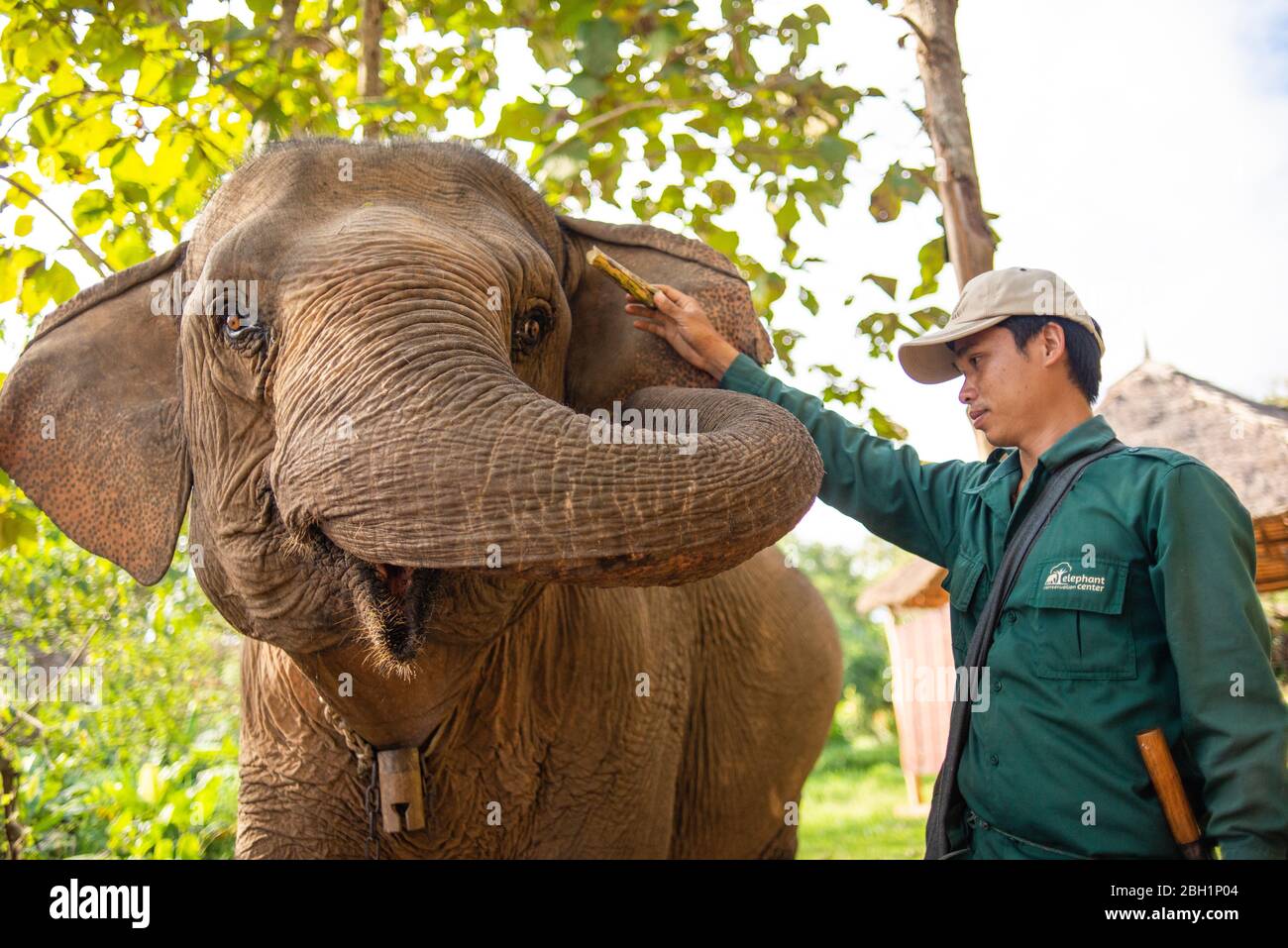 The Elephant Conservation Center is the only organization in Laos who is interested in maintaining the population and breeding of elephants. They have the only elephant hospital and research laboratory in Laos. The Center was created in 2011, and now the team is protecting 29 elephants that had been working in the logging industry or mass tourism, and 530 hectares of forest around Nam Tien Lake in Sayaboury. A special socialization program has been developed by the biologists, where domesticated elephants learn to communicate and survive in the wild under the supervision of specialists. Stock Photo