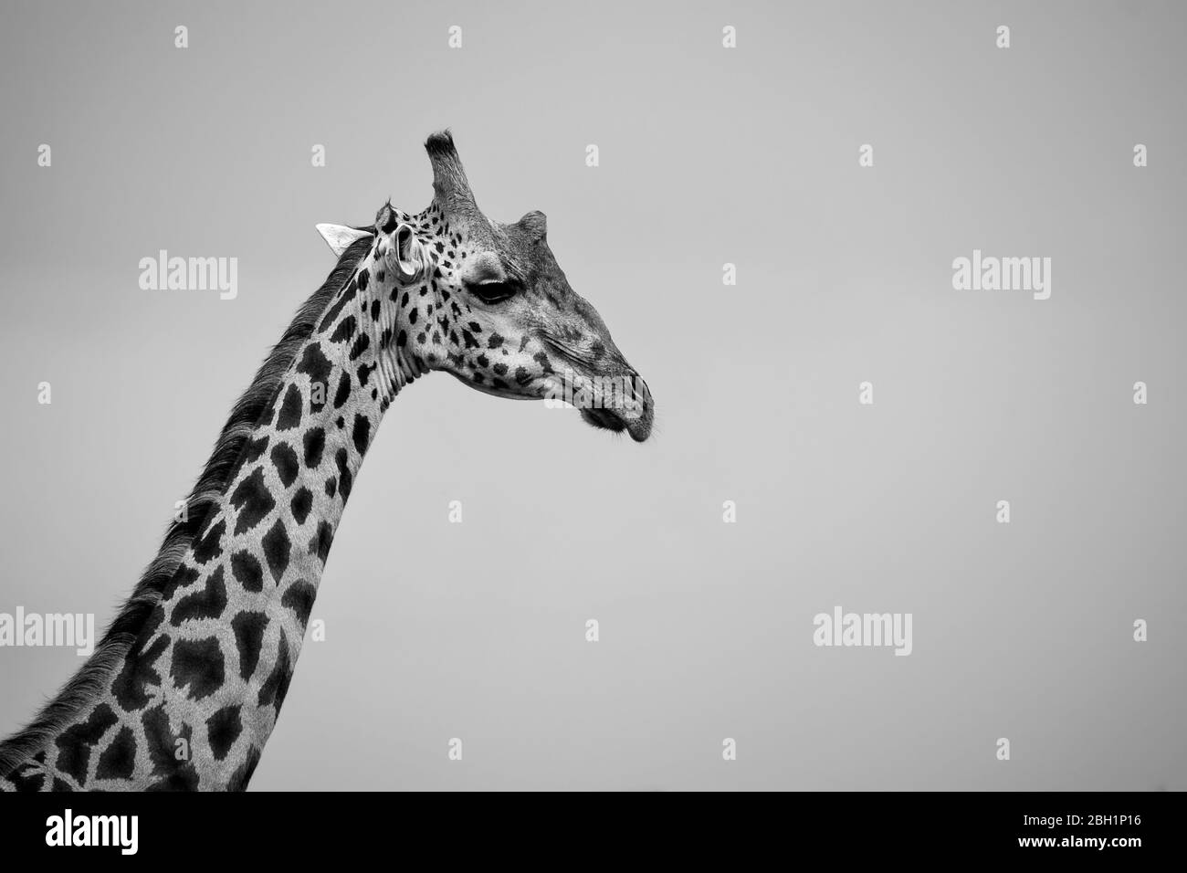 Black and white portrait of giraffe, Nairobi National Park, Kenya Stock Photo