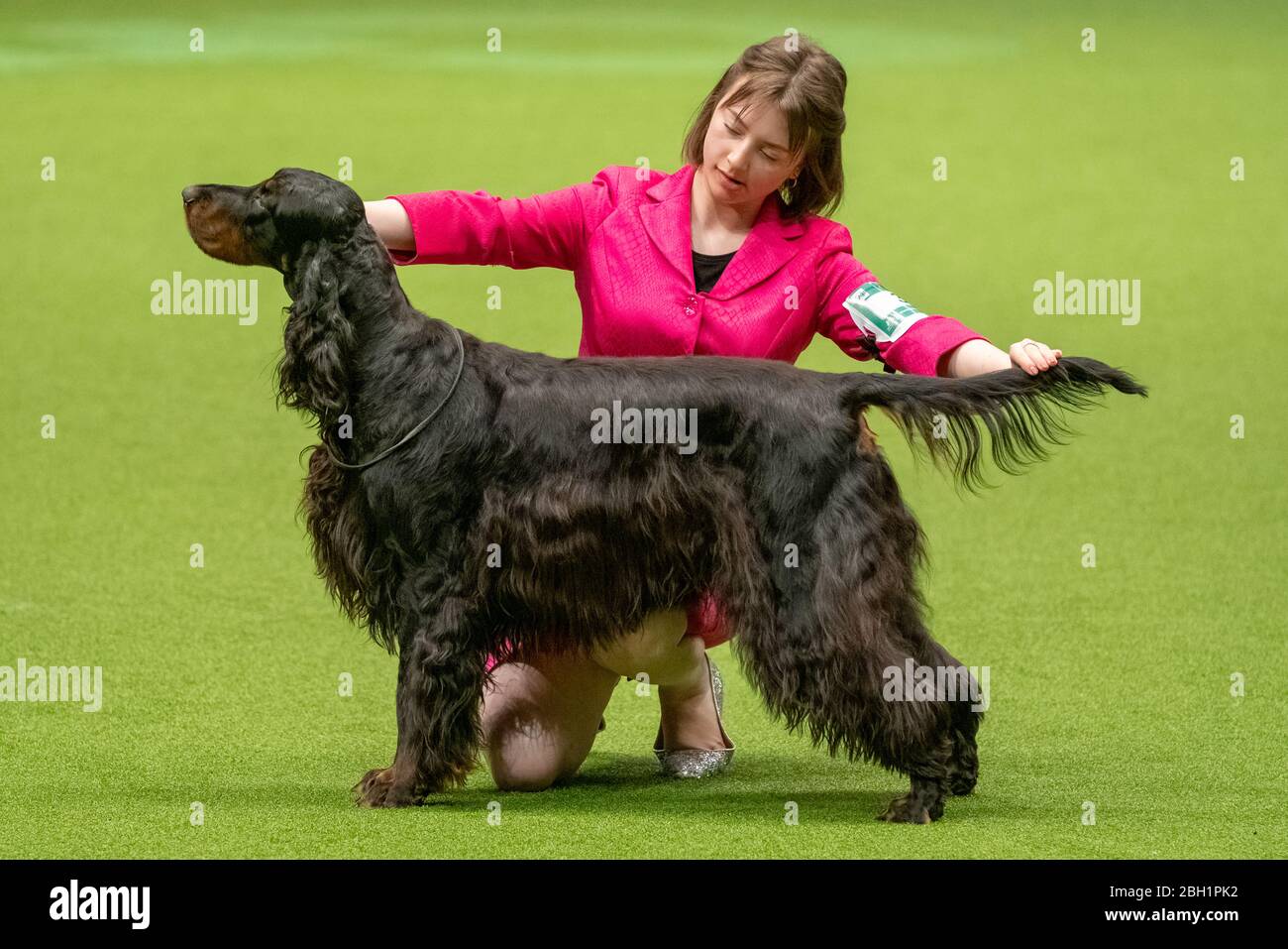 Crufts 2020: Day 3 of the Crufts dog show at the NEC in Birmingham, UK. Stock Photo