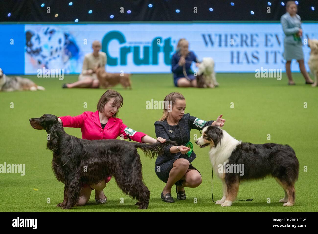 Crufts 2020: Day 3 of the Crufts dog show at the NEC in Birmingham, UK. Stock Photo