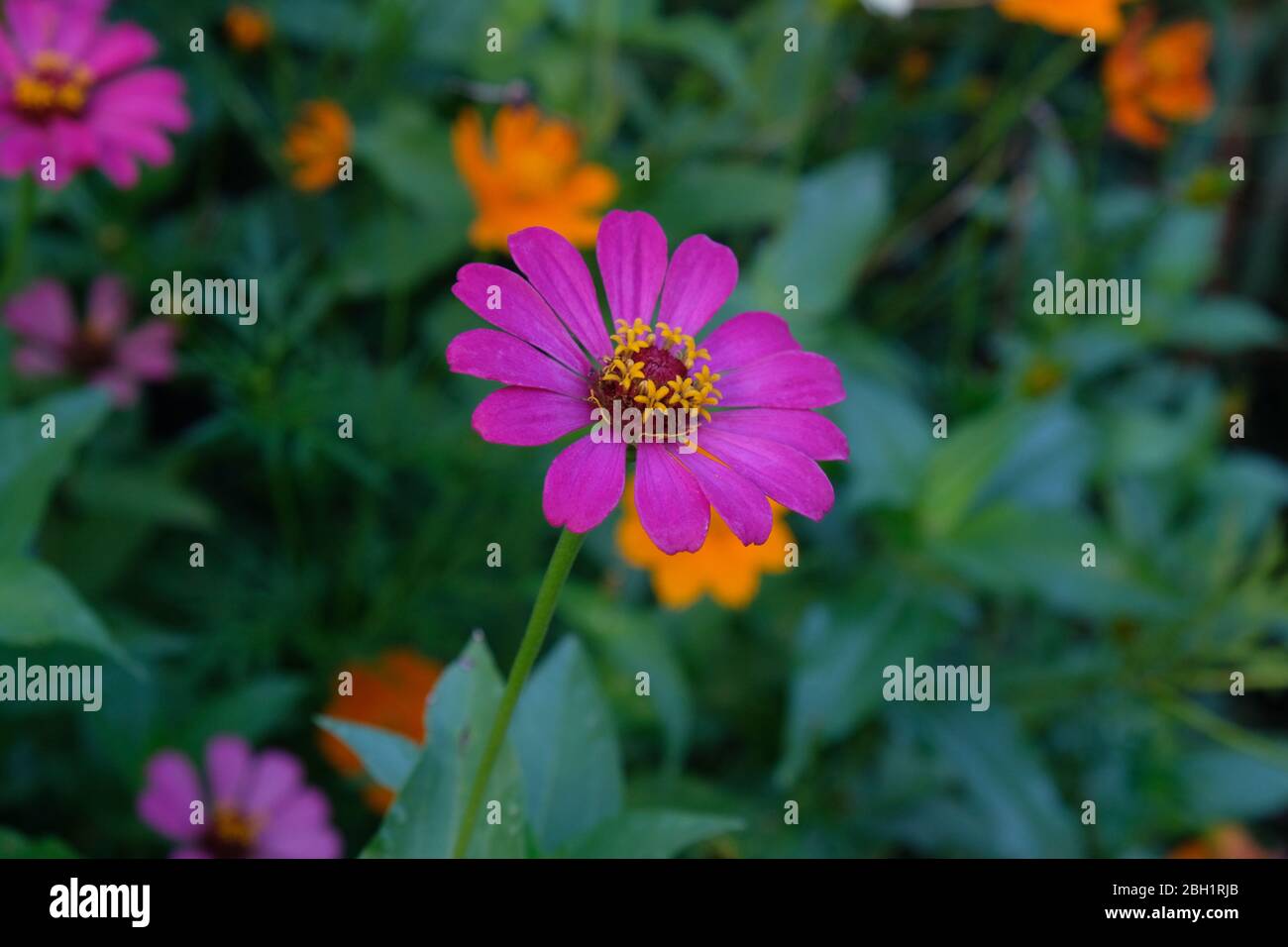 Pink Zinnia Elegans Flowers Common Zinnia Zinnia Elegans Bloom In Garden Flower Colours Range From White Cream Pinks Reds Purples Green Yell Stock Photo Alamy Pink Zinnia Elegans Flowers Common Zinnia Zinnia Elegans Bloom In Garden Flower Colours Range From White Cream Pinks Reds Purples Green Yell Stock Photo Alamy