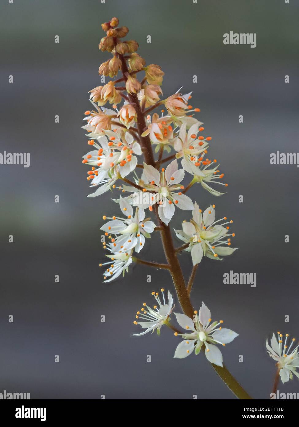 Closeup of the delicate little white flowers of Tiarella wherryi or foam flower Stock Photo