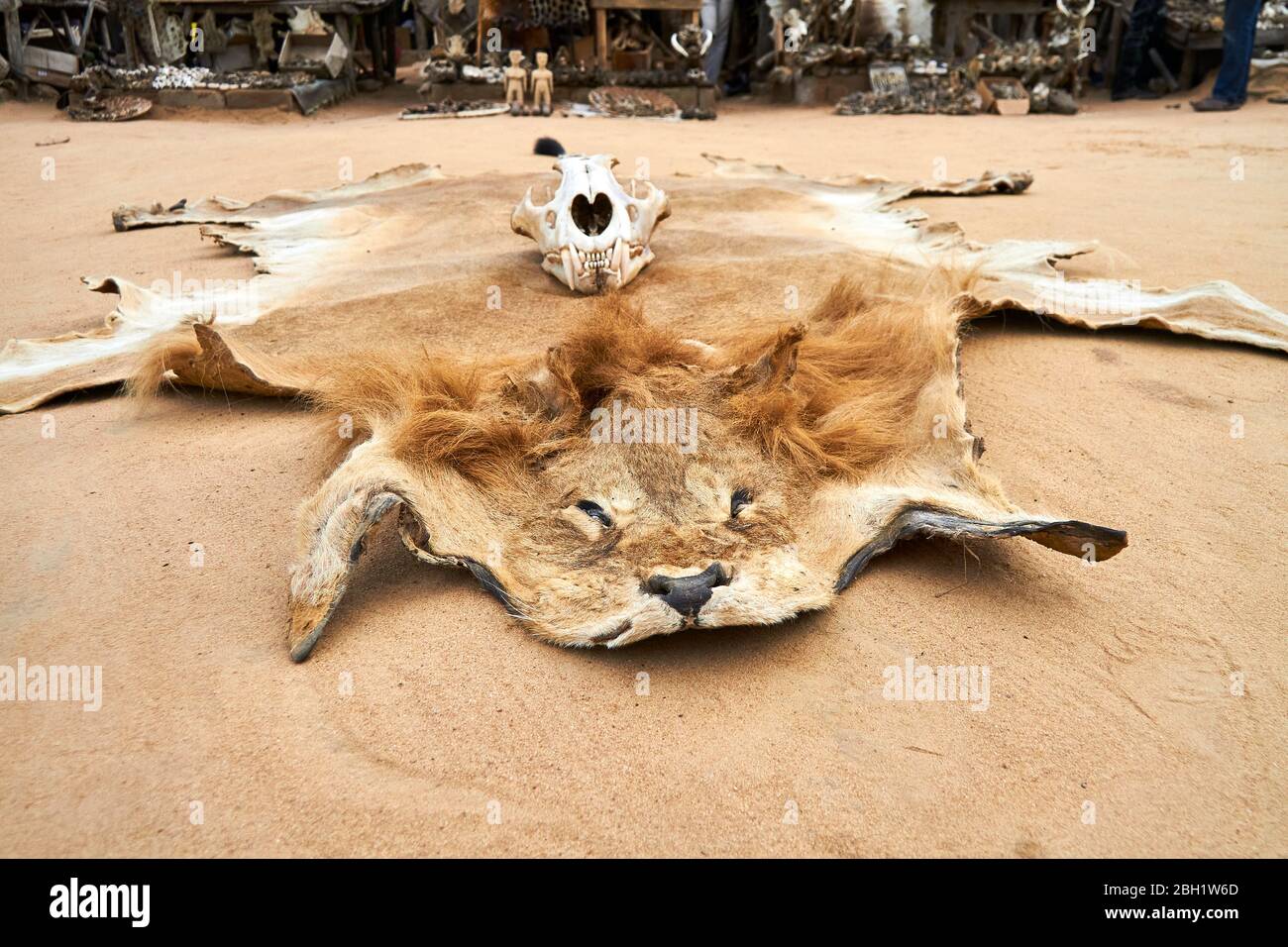 Togo, Lome, Lion hide lying on sand Stock Photo