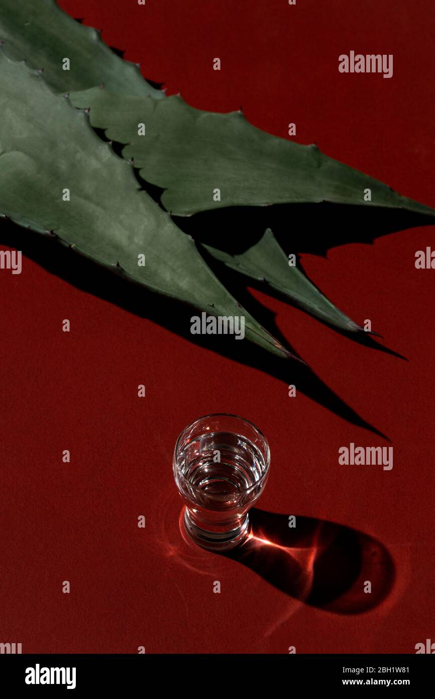 Tequila is a mexican distilled alcoholic beverage made from any type of ovencooked agave Stock