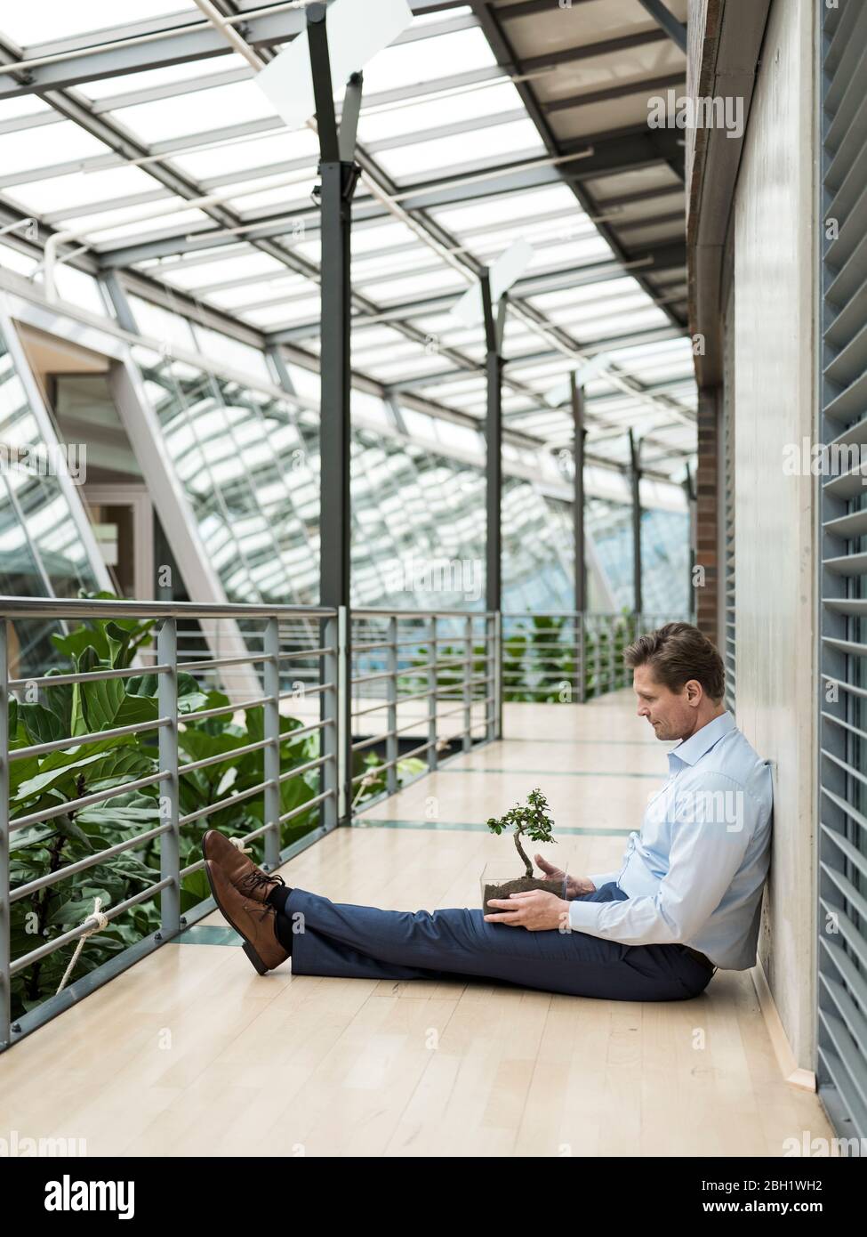 Businessman in green atrium, sitting on gallery, with bonsai on his lap Stock Photo