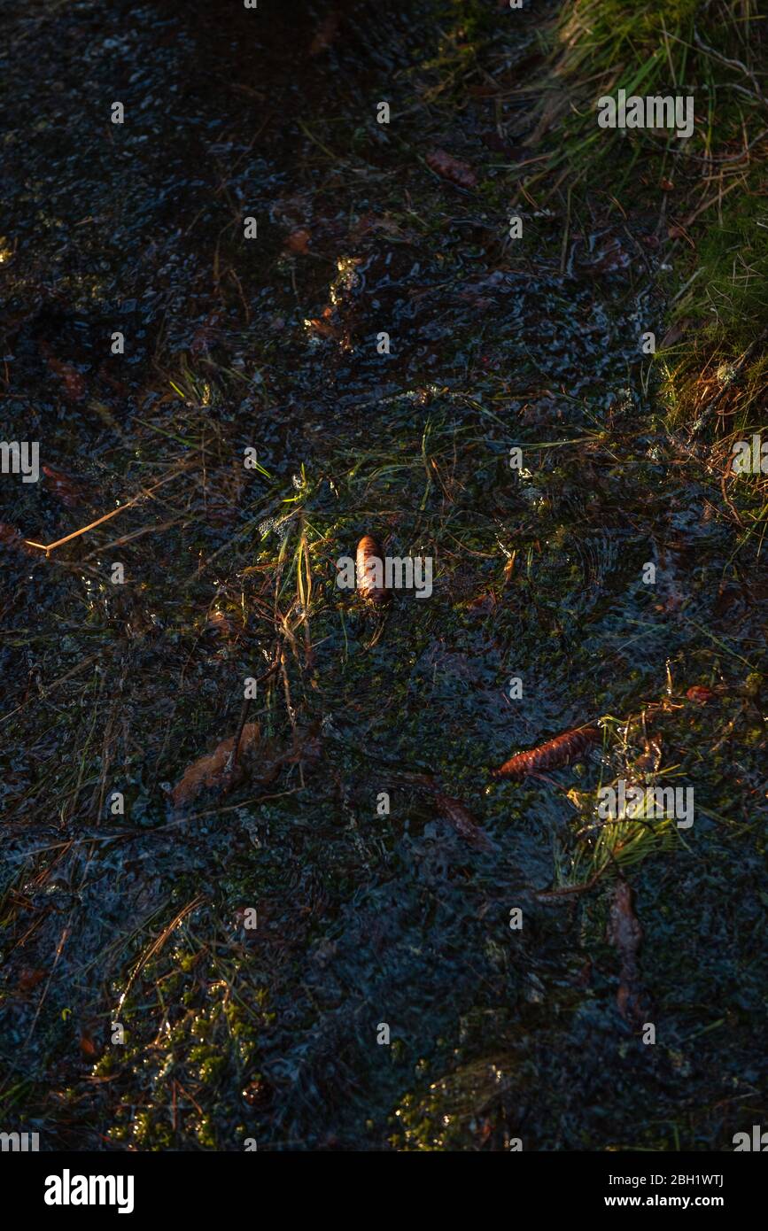Fir cones on soft thawed moss in the spring forest Stock Photo