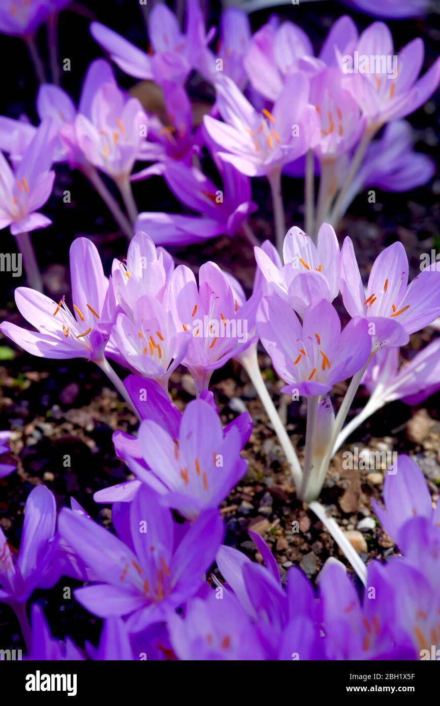 Meadow saffron hires stock photography and images Alamy