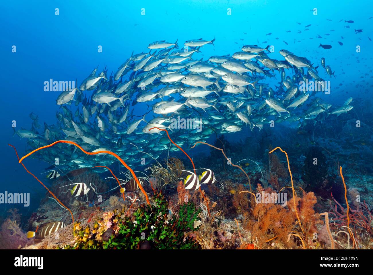 Coral reef with various soft corals (Octocorallia) and hard corals (Hexacorallia), Pennant coralfish (Heniochus acuminatus) and shoal Bigeye Stock Photo