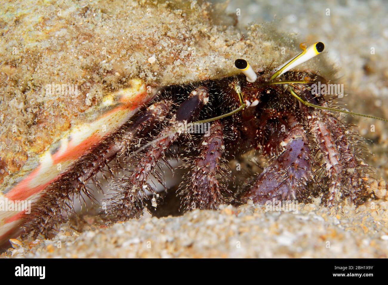 Hairy Red Hermit crab (Dardanus lagopodes) on sand bottom, Pacific Ocean, Sulu Lake, Tubbataha Reef National Marine Park, Palawan Province Stock Photo