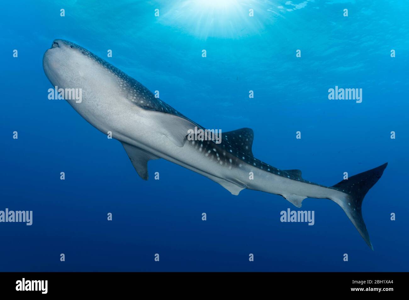 Whale shark (Rhincodon typus) from below, in blue water, Pacific Ocean, Sulu Lake, Tubbataha Reef National Marine Park, Palawan Province, Philippines Stock Photo