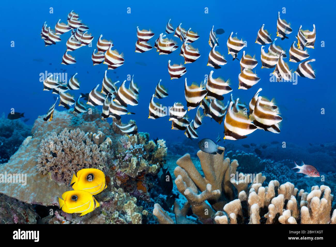Swarm of fish Pacific bannerfish (Heniochus chrysostomus), pair of Bennetts butterflyfish (Chaetodon bennetti) swimming over coral reef, Pacific Stock Photo