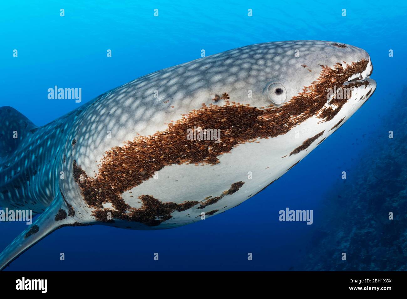 Whale shark (Rhincodon typus), in blue water, with heavy infestation of parasitic ruddy crayfish (Pandarus rhincodonicus), close-up, Pacific Ocean Stock Photo