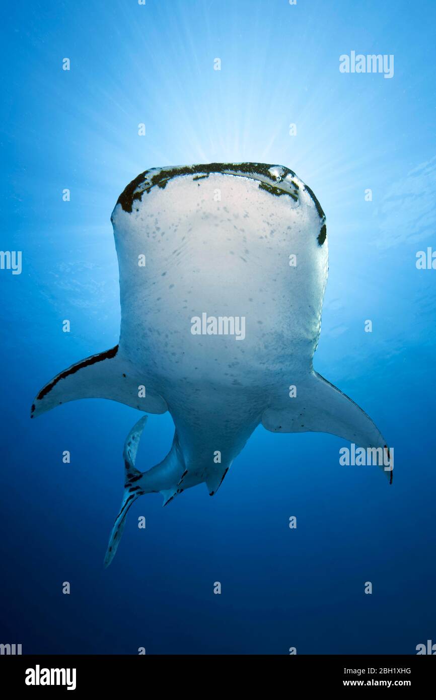 Whale shark (Rhincodon typus), in blue water, from below, with heavy infestation of parasitic roach-foot crab (Pandarus rhincodonicus), Pacific, Sulu Stock Photo