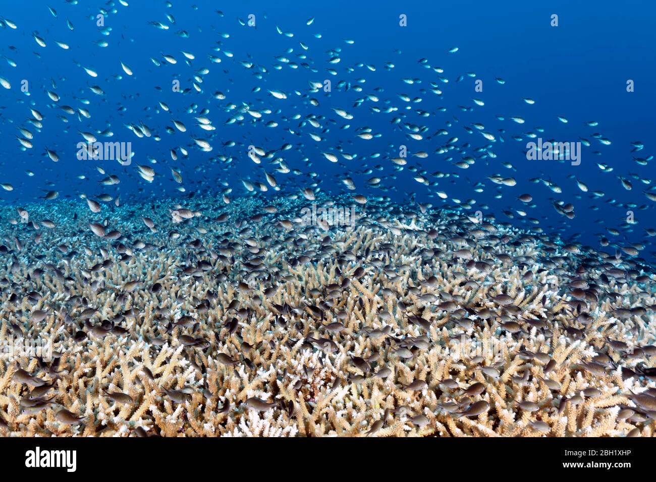 Swarm of damselfish (Chromis sp.) swimming densely packed over Acropora hard corals (Acropora sp.), Pacific, Sulu Sea, Tubbataha Reef National Marine Stock Photo