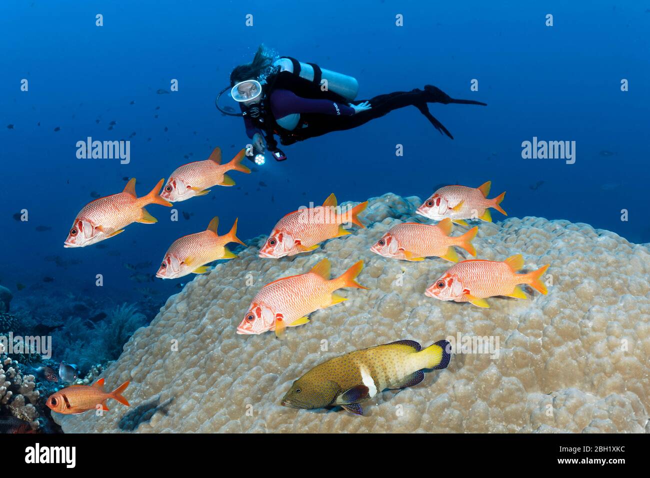 Diver observes shoal Sabre squirrelfish (Sargocentron spiniferum), and bluespotted grouper (Cephalopholis argus), Pacific Ocean, Sulu Lake, Tubbataha Stock Photo