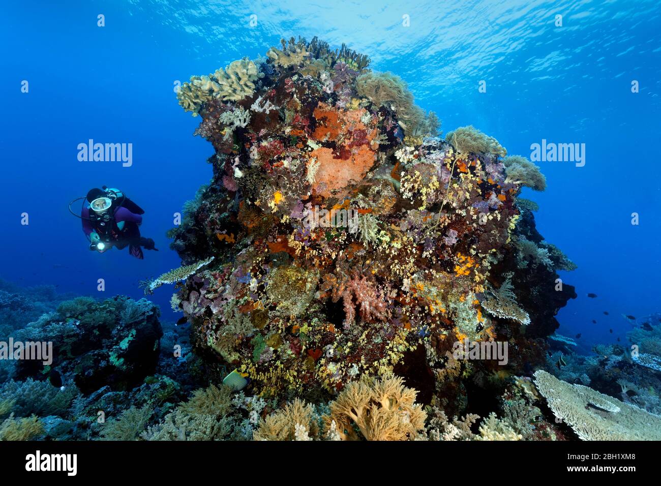 Diver views underwater landscape, large dense coral block Pacific Ocean, Sulu Sea, Tubbataha Reef National Marine Park, Palawan Province, Philippines Stock Photo