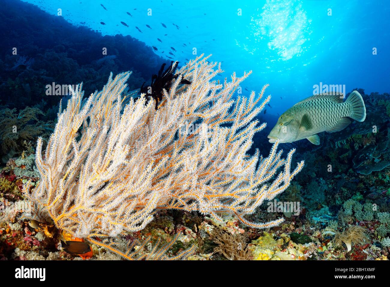 Reef waste with Menella coral (Menella sp.) and Humphead Wrasse (Cheilinus undulatus), juvenile, Pacific, Sulu Lake, Tubbataha Reef National Marine Stock Photo