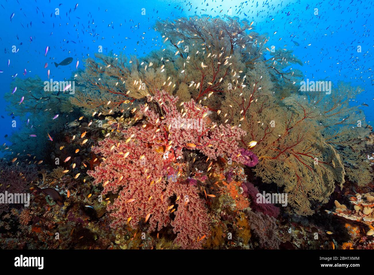 Coral reef with large Melthaea gorgonian (Melithaea sp.), Cherry Blossom Coral (Siphonogorgia godeffroyi), many different Anthias (Anthiinae) Stock Photo