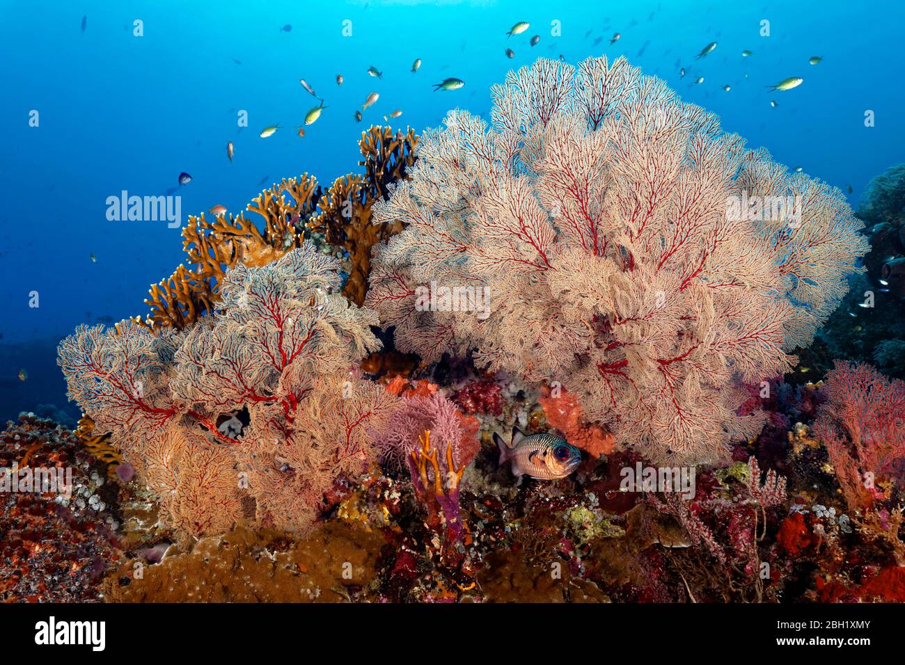 Shadowfin soldierfish (Myripristis adusta), gorgonians (Melithaea sp.), on top Millepora fire coral yellow (Millepora dichotoma), Pacific Ocean, Sulu Stock Photo