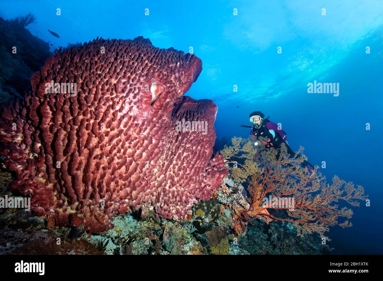 Diver behind Melithaea Gorgonie (Melithaea sp.) looking at Barrel sponge (Xestospongia testudinaria), Pacific Ocean, Sulu Lake, Tubbataha Reef Stock Photo