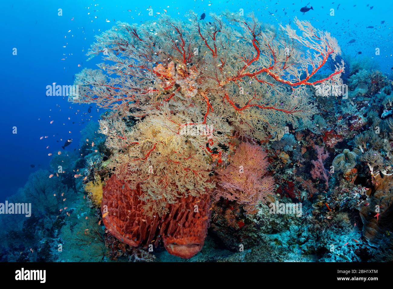 Coral Reef, Melithaea Gorgonian (Melithaea sp.), Barrel sponge (Xestospongia testudinaria), Pacific, Sulu Sea, Tubbataha Reef National Marine Park Stock Photo