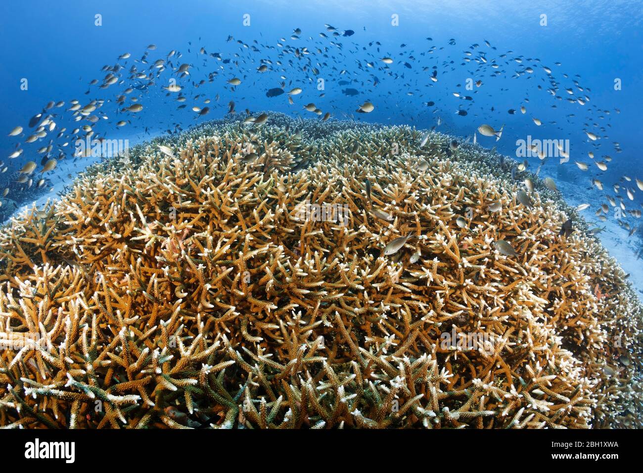 Coral reef, dense branches of Acropora stony coraln (Acropora spinosa), shoal of reef perch, Damselfish (Chromis leptolepis), Pacific, Sulu Sea Stock Photo