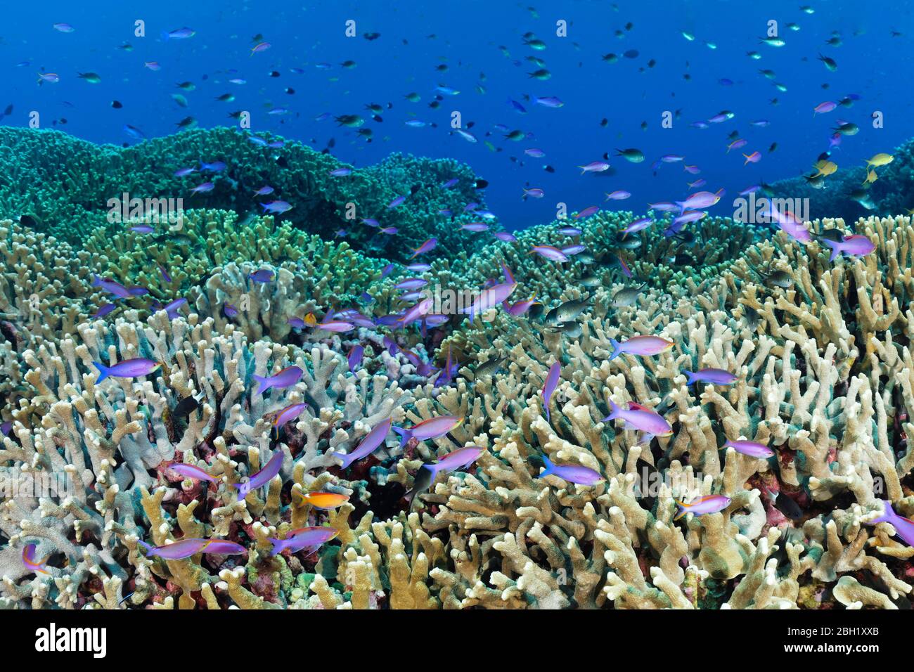 Coral reef, reef top, small polyp stony coral sp (Porites attenuata), shoal of fish Yellowstriped fairy basslets (Pseudanthias tuka), Pacific Ocean Stock Photo