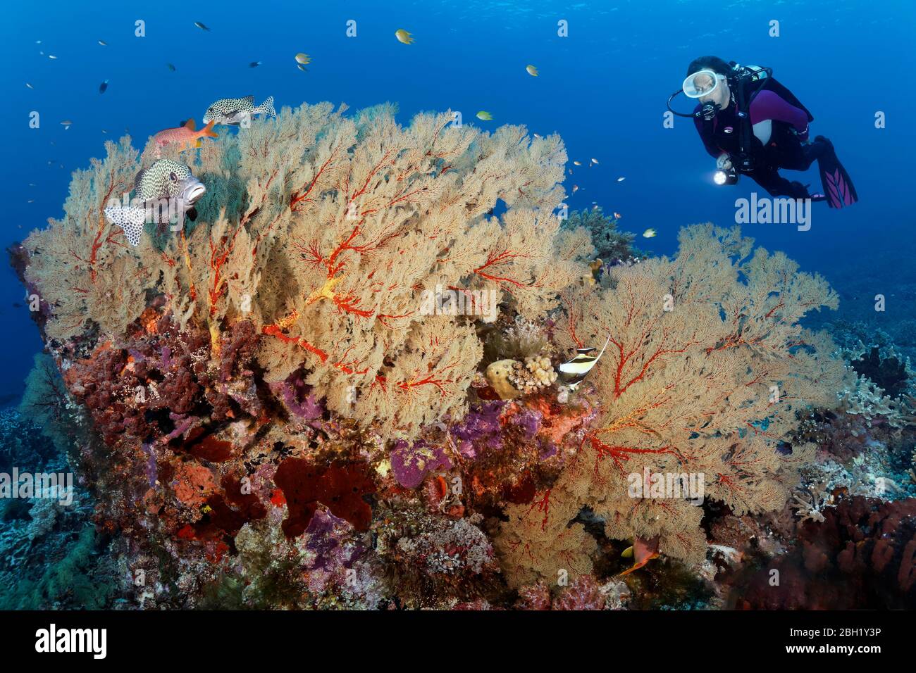 Diver viewing Harlequin sweetlip (Plectorhinchus chaetodonoides), Coral Reef, Melithaea Gorgonie (Melithaea sp.) Pacific Ocean, Sulu Lake, Tubbataha Stock Photo
