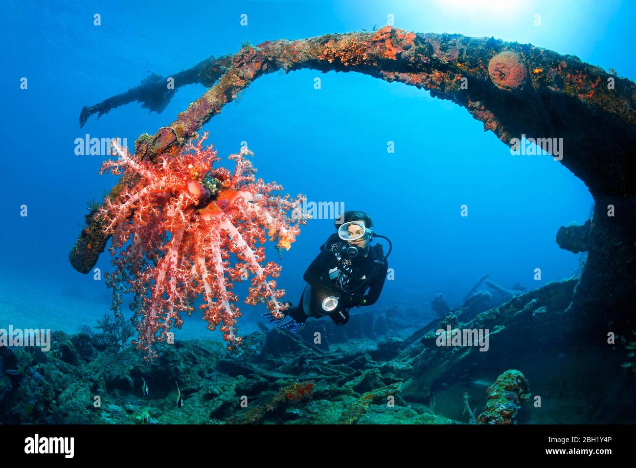 Diver viewing Klunzinger's Soft Coral (Dendronephthya klunzingeri) on mast, back light, Saint Quentin wreck, sunk 1898, Pacific Ocean, South China Stock Photo