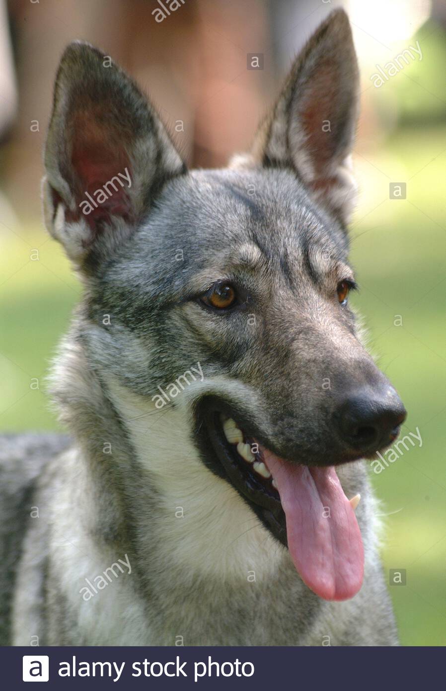 czech shepherd dog