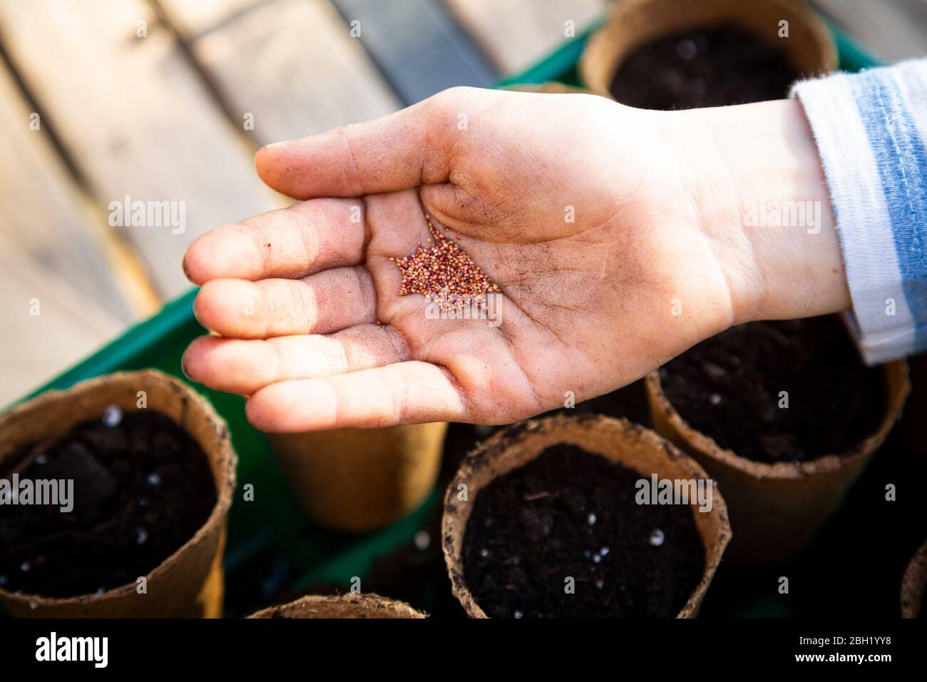 Girl filling nursery pots with soil and seeds Stock Photo