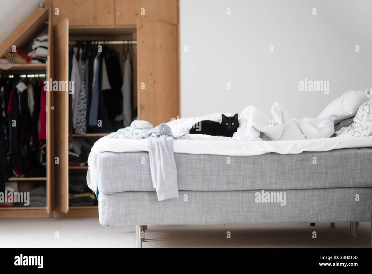 Black cat lying on unmade bed at home Stock Photo