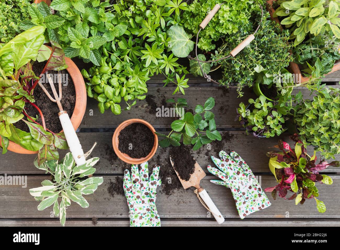 Planting of various culinary herbs and vegetables Stock Photo